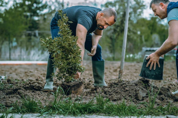 Tree Root Removal in Shannon Hills, AR